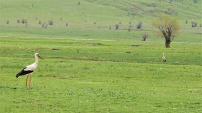 Leylekler Muş Ovası’na döndü