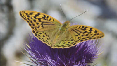 Mersin’de ‘Mutlu Kelebekler Festivali’