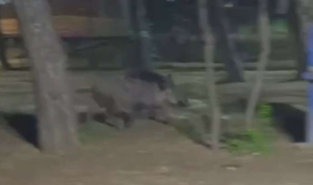 Bursa’da acıkan yaban domuzu mesire alanına indi Bursa'da karnı acıkan yaban