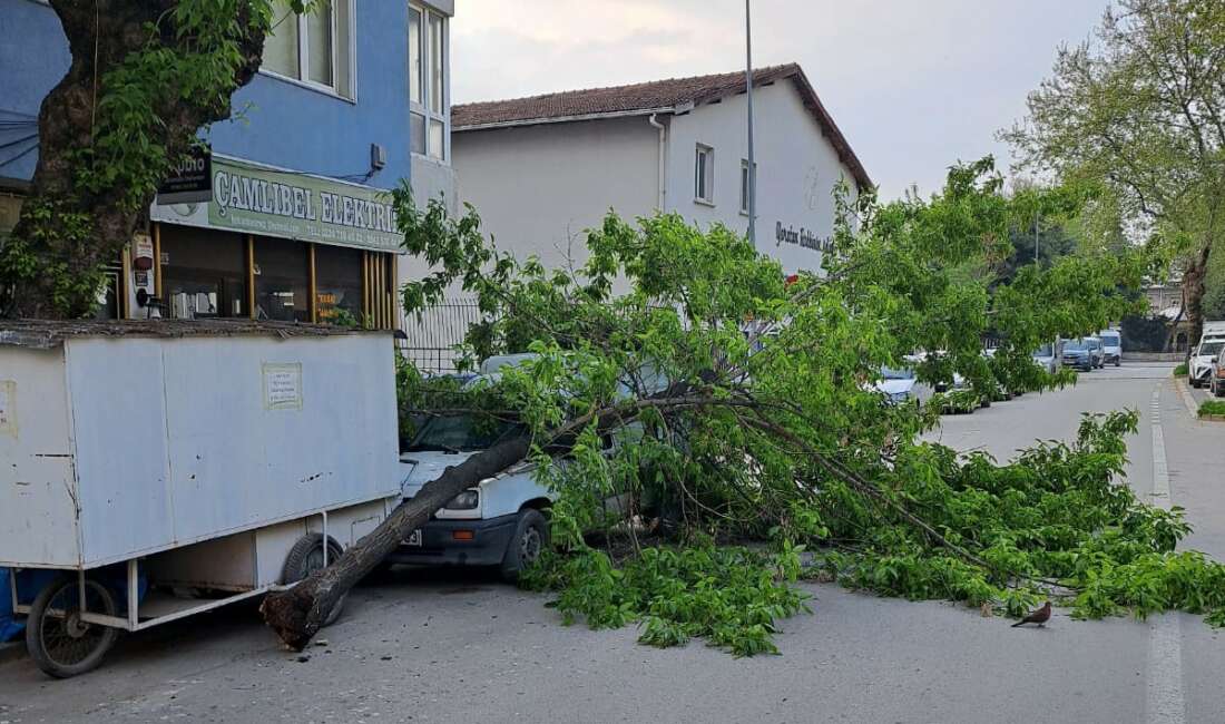 Bursa’da Kırılan ağaç, kamyonetin üzerine devrildi Bursa'nın İnegöl ilçesinde kırılan