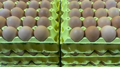 Bursa’da üniversiteli tavuklardan uygun fiyatlı yumurta