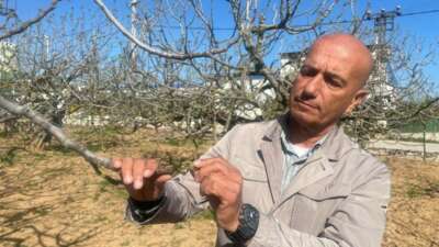 Zirai don Bursa siyahını çok etkilemedi