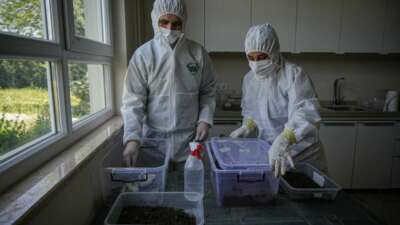 Bursa’da çam ormanları terminatörlere emanet