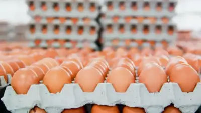 Yumurta fiyatları “mayıs çukuru” yaklaşınca düşüşe geçti