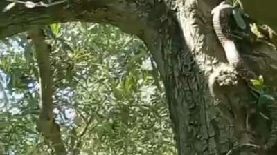 2,5 metrelik yılanı gören gözüne inanamadı