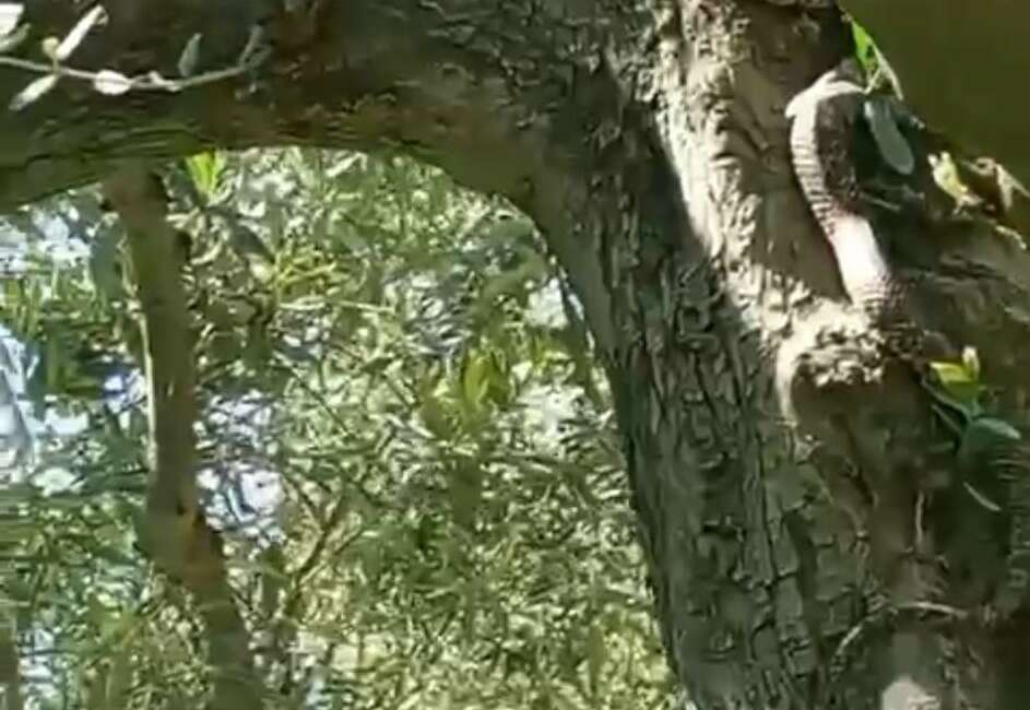 Bursa'nın İznik ilçesinde zeytin