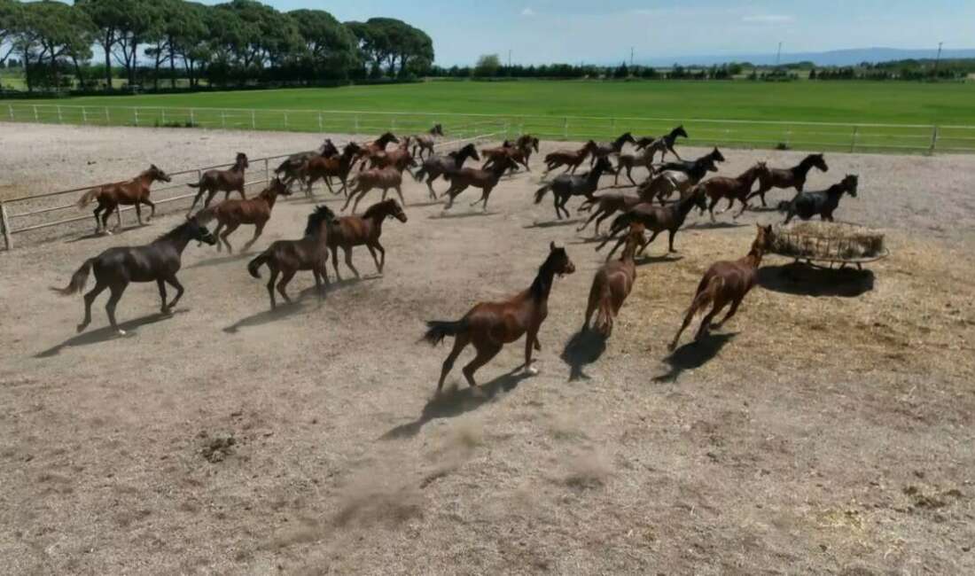 Tarım İşletmeleri Genel Müdürlüğü (TİGEM)