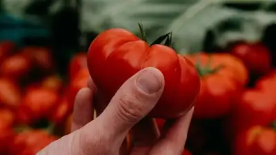 ABD’de domates uyarısı!