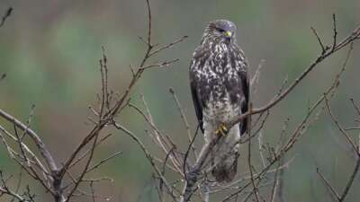 Çadır güme içerisine gizlenerek şahin ve çakalı görüntüledi