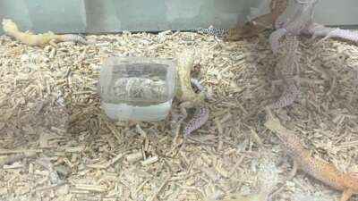 Bursa Doğa Koruma ve Milli