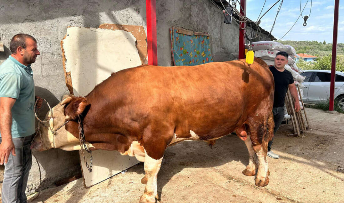 1 ton 200 kiloluk kurbanlık, araba fiyatına alıcısını bekliyor Kurban Bayramı'na günler kala Bursa'nın