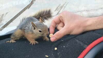 Eliyle beslediği sincap, peşini bırakmadı