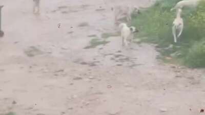  Bursa'nın İnegöl ilçesinde başıboş köpek