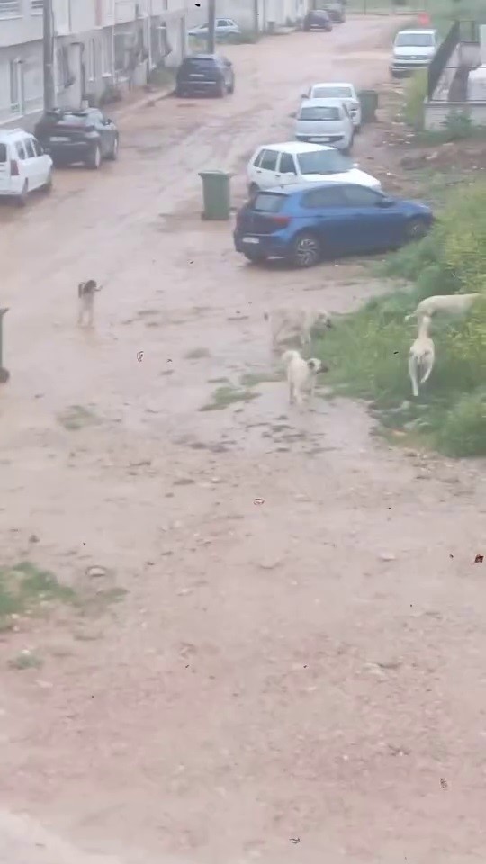  Başıboş köpek sürücü çocuğu kovaladı: O anlar kamerada