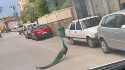 Sokak ortasında gezen tavus kuşu sürücülere ilginç anlar yaşattı