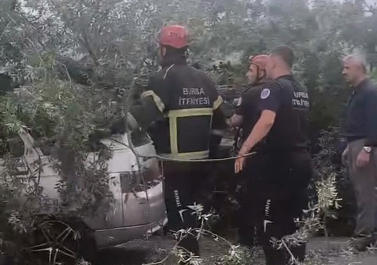 Kökünden sökülen ağaç otomobilin üzerine devrildi
