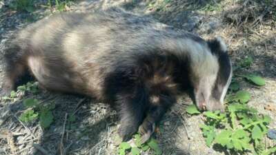 Nesli tükenme tehlikesi altında olan Avrupa porsuğu ölü bulundu