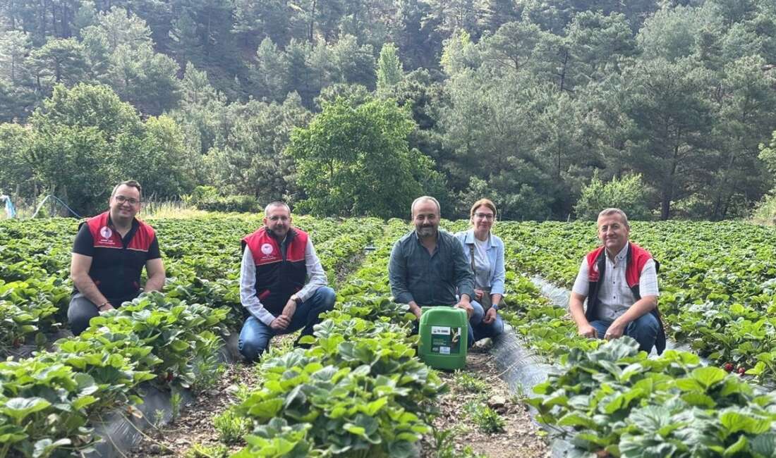 Kaymakam Özderin, çilek hasadına katıldı Balıkesir’in Havran ilçesine bağlı