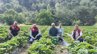 Kaymakam Özderin, çilek hasadına katıldı