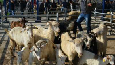 Balıkesir'in Gönen ilçesine bağlı Ulukır