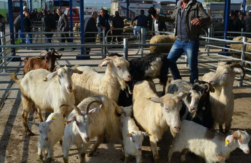 Balıkesir’de şap alarmı: 15 mahalle karantinaya alındı Balıkesir'in Gönen ilçesine bağlı
