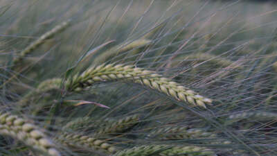 Buğday rekoltesine ilişkin ilk tahmin Hububat Kongresi’nde yapıldı