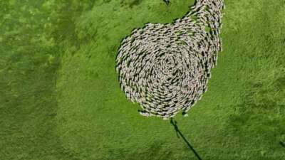 Bursa meralarında binlerce koyundan görsel şölen…