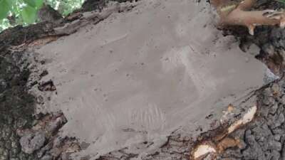 Bursa’da Asırlık ağacın yaraları sarıldı