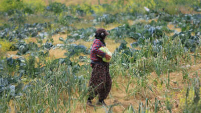 Bursa’da göl havzasındaki “yasa dışı” tarıma ilişkin DSİ’den açıklama