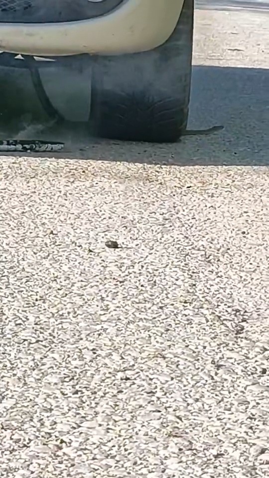 Bursa’da yılan paniği