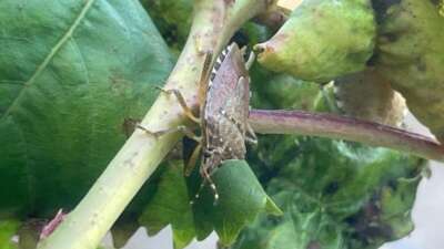  Bursa’da yüzlerce çiftçinin kabusu oldu…Kiraz, erik ve dutlarda büyük zarar