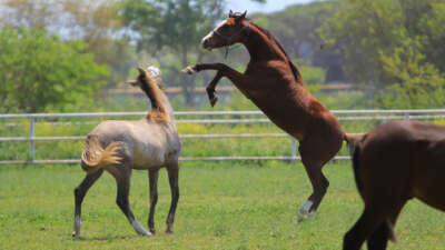 Caş’ın torunları, ‘Baba Mevlüt’ün oğulları milyonluk taylar 19 Haziran’da podyuma çıkıyor