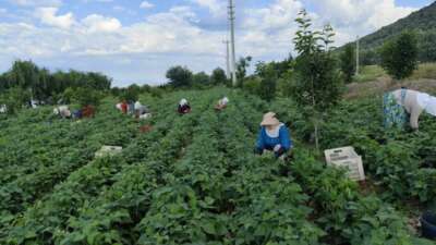 Damaklarda iz bırakan ‘nazende’ fasulyesinin hasadına başlandı