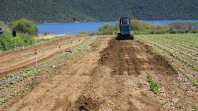 Devlet çiftçiye “ekin” diyor, DSİ ekili alanları düzlüyor