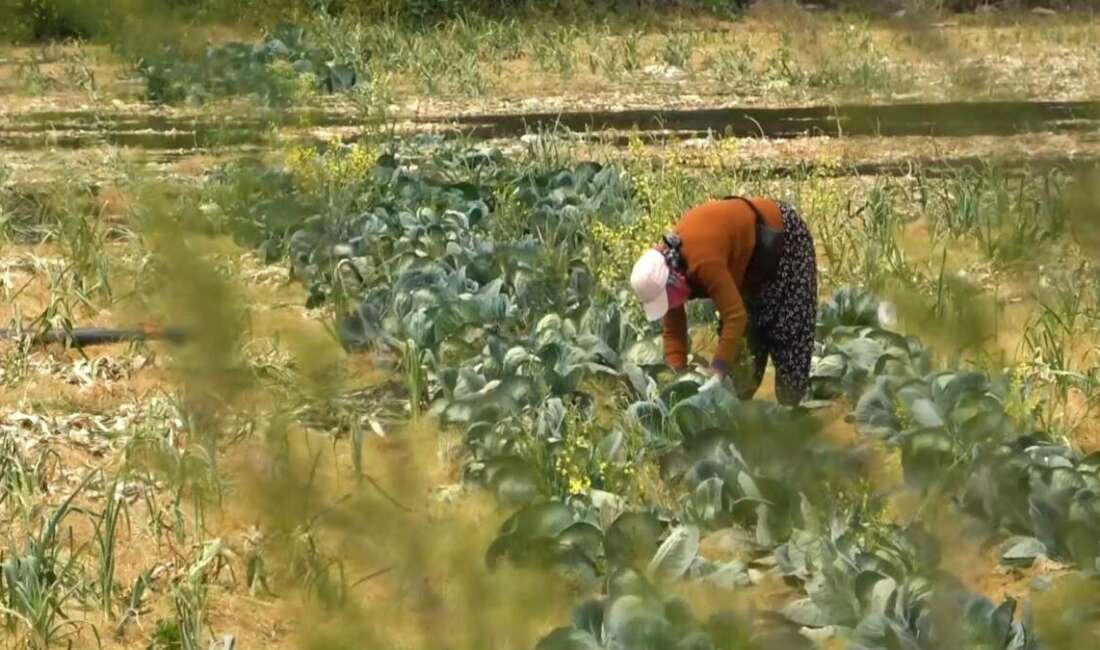 Tarım ve Orman Bakanlığı