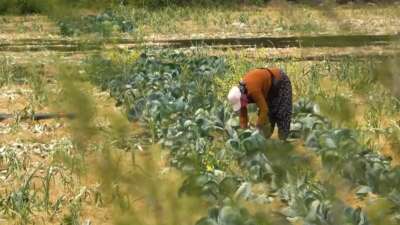 Tarım arazileri devredilecek mi? Yetkililerden kritik açıklama!