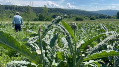 Dünyaca ünlü enginarları hırsızlar hasat etti… Polis her yerde onları arıyor