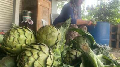 Enginar bıçakçılarında hasat yoğunluğu