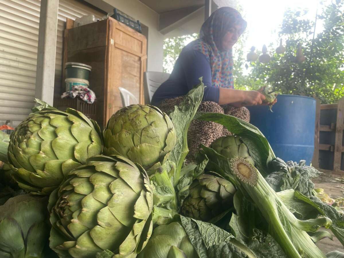 Enginar bıçakçılarında hasat yoğunluğu