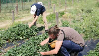 Fransa’dan gelip Nilüfer’in sağlıklı gıda politikalarını incelediler
