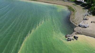 İznik Gölü’nde endişelendiren görüntü