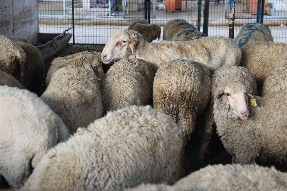 Nilüfer Kurban Bayramı’na hazır