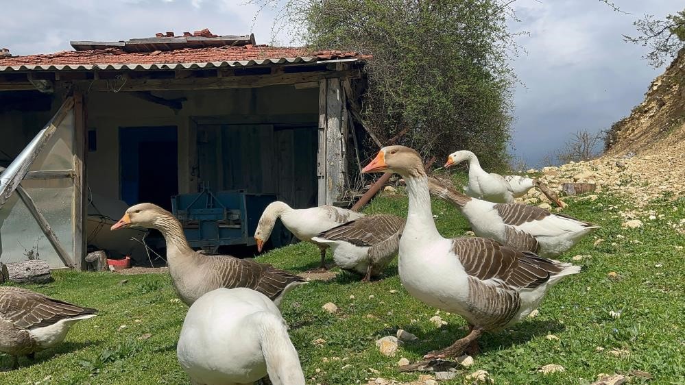Kick boksçu “kaz tüyü” topluyor ihraç ediyor yorgan yapıyor