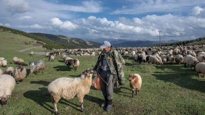 Küçükbaş Hayvancılığa 3,9 Milyar TL destek ödemesi başladı
