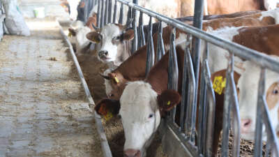 Kurbanlık seçerken dikkatli olun uyarısı