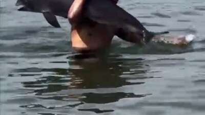 Ölmüş yunus balığını sırtında taşıdı