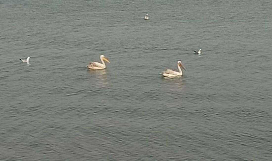 Bursa'da İznik gölü sahillerinde
