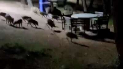 Bursa'nın Nilüfer ilçesinde bulunan Atatürk