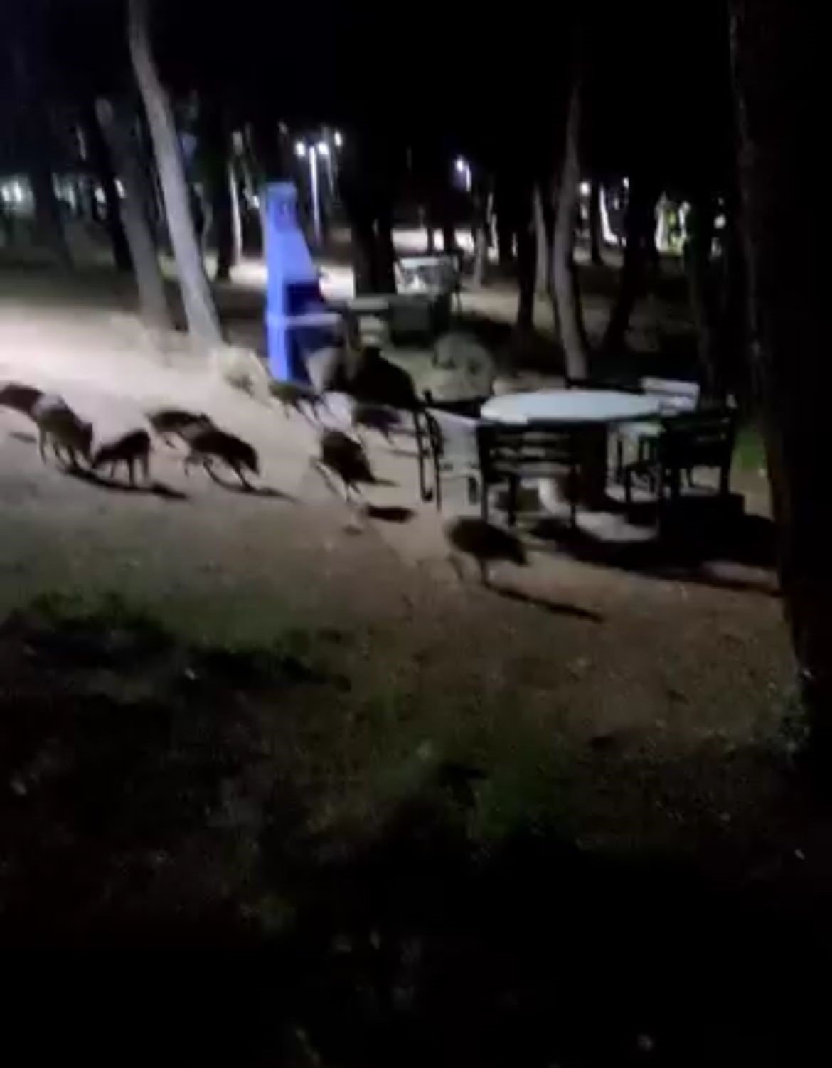 Piknikte karşılaştıkları domuz sürüsü panik oluşturdu