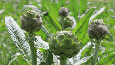  Şubatta sıraya girenler ‘göbeği’ni alabildi